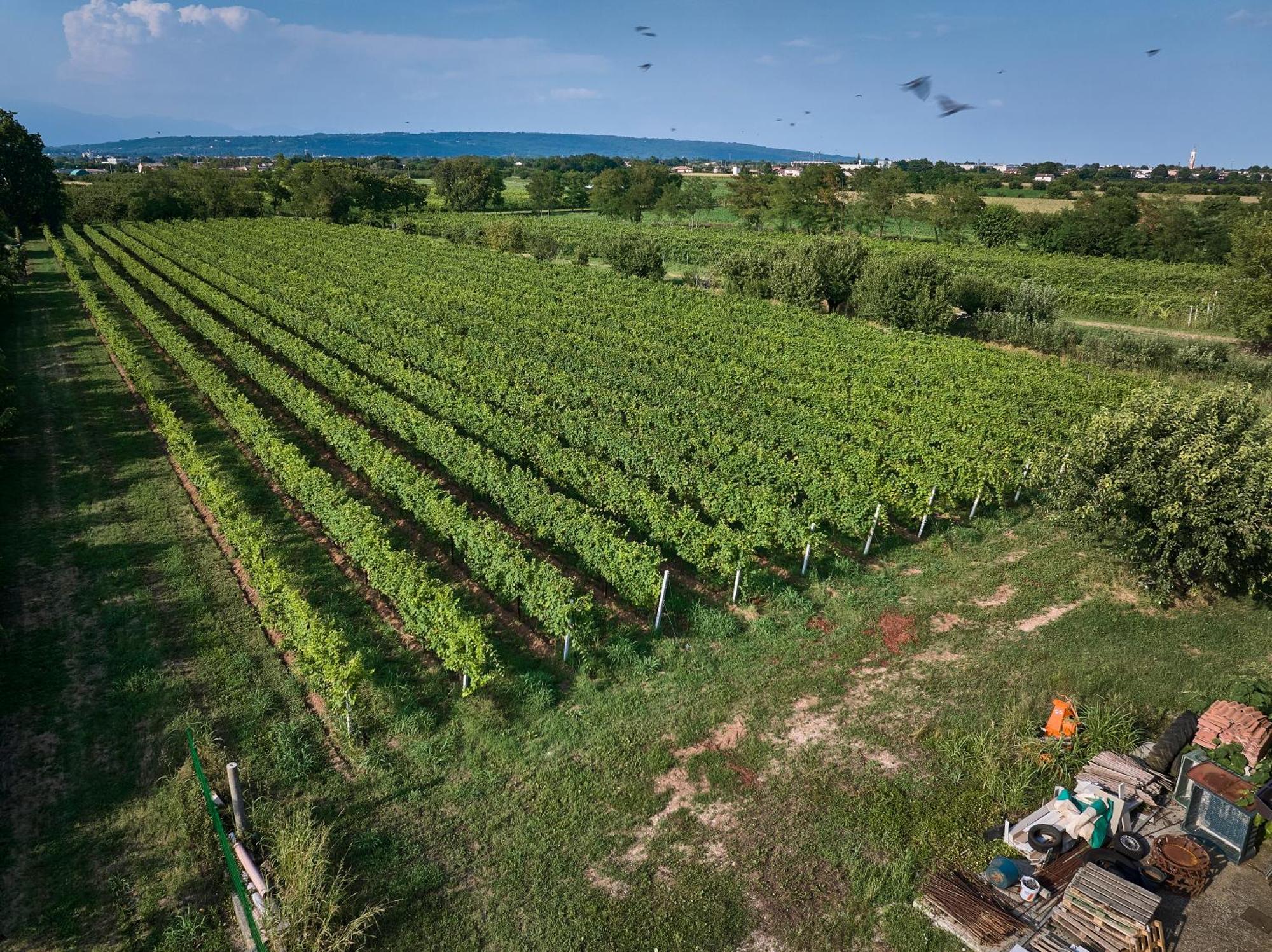 Agriturismo Zappare Farm Hotel Trevignano Eksteriør bilde