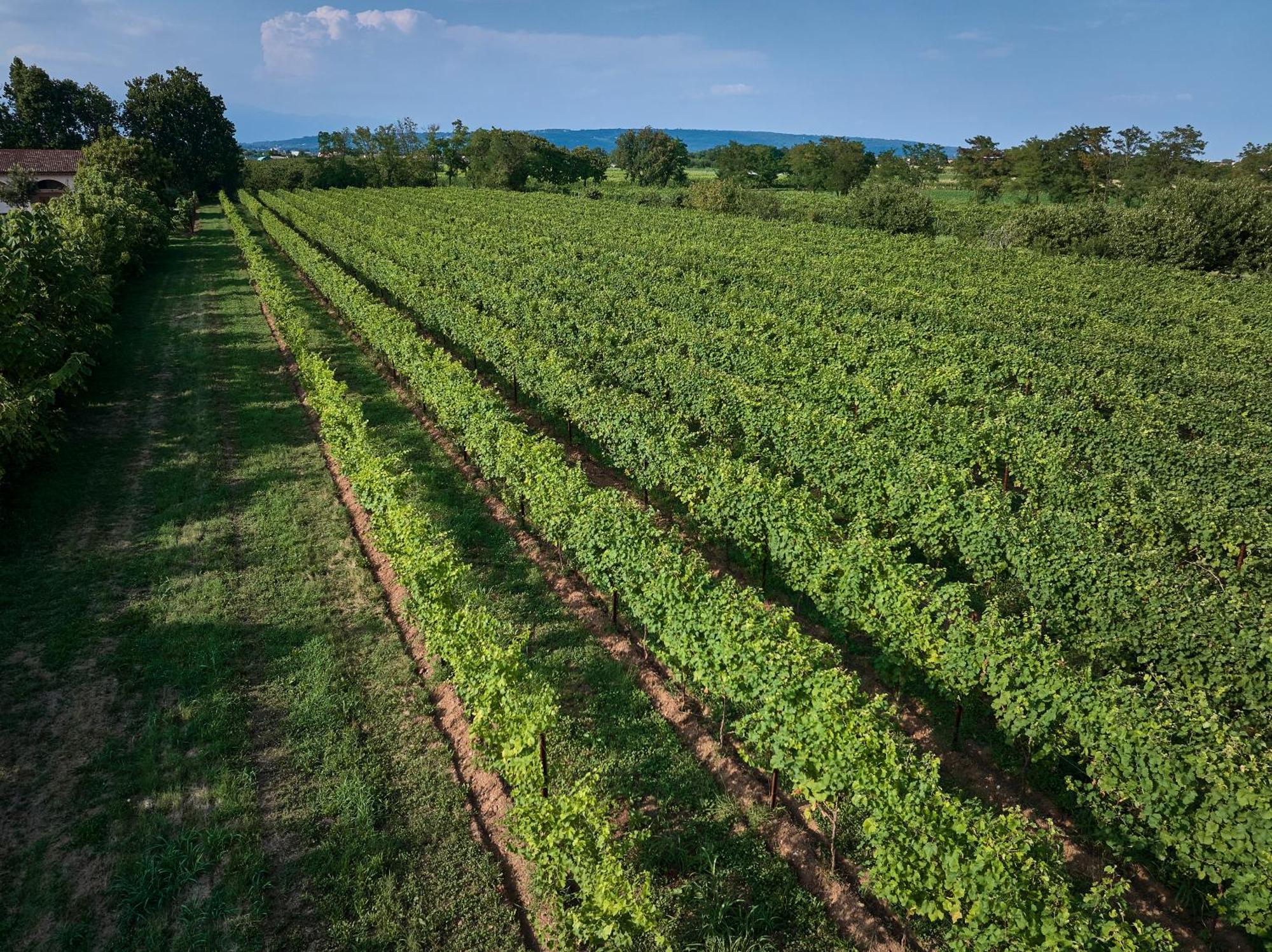 Agriturismo Zappare Farm Hotel Trevignano Eksteriør bilde