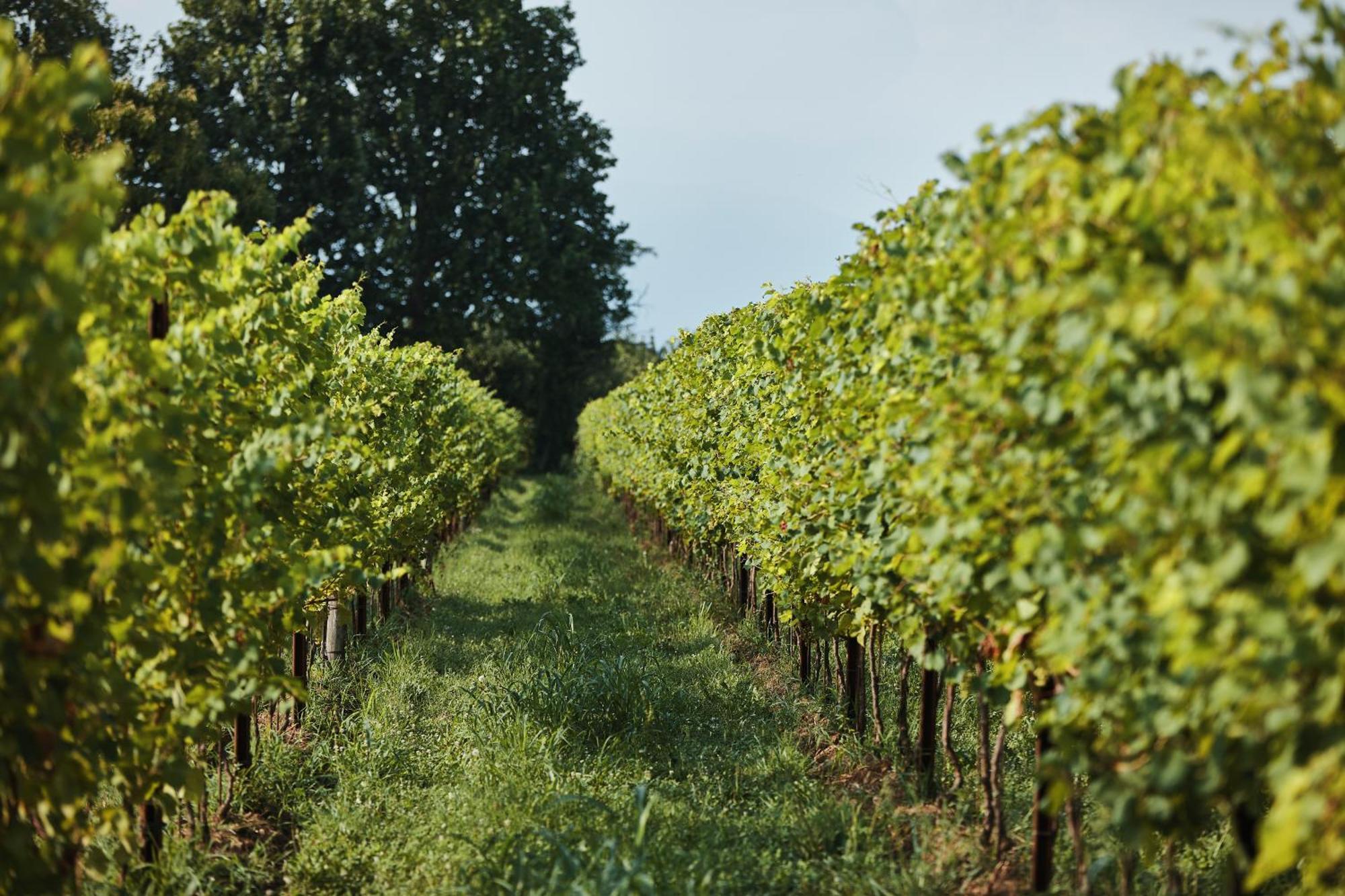 Agriturismo Zappare Farm Hotel Trevignano Eksteriør bilde